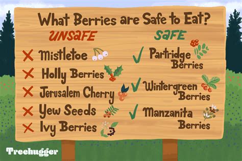 5 Poisonous Berries That You Should Steer Clear of – And 3 Wild Berries ...