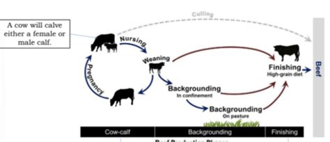 AGRI 22 L2: BEEF PRODUCTION SYSTEM IN THE PH Flashcards | Quizlet 