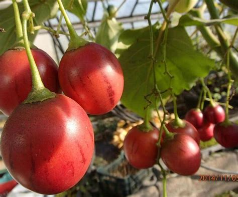 Pomidor Drzewiasty Tamarillo Sadzonka W Doniczce D