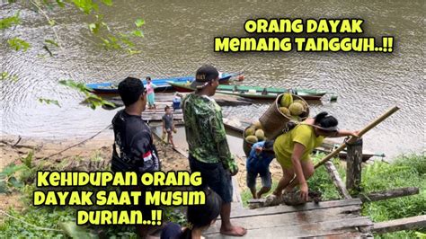 Kehidupan Orang Dayak Saat Musim Buah Berburu Raja Durian Hutan