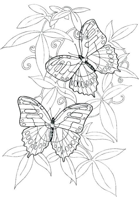 Realistic Butterfly Coloring Pages at GetDrawings | Free download