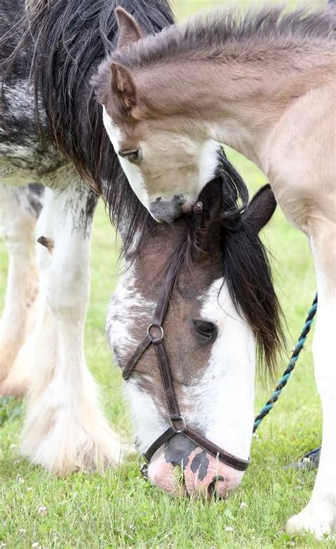 Northumberland Heavy Horse Breeding Programme Welcomes First Black