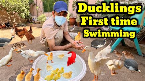 My Th Vlog Hamary Ducks Ka Bachon Na Pheli Bar Swiming Ke Our