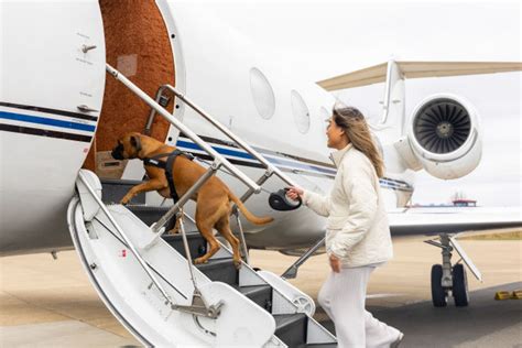 Private jets for pets launches! Take your dog or cat with you on your ...