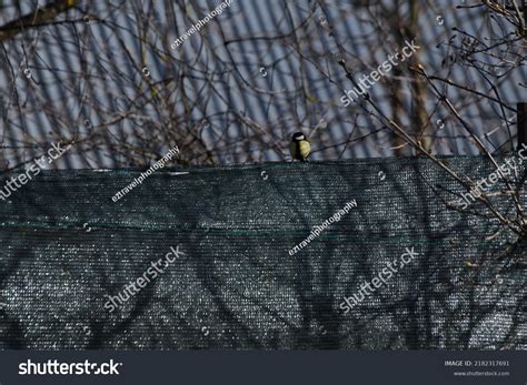 Sparrow Sitting Naked Tree Stock Photo Shutterstock