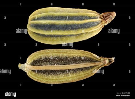 Fennel Plant Seeds Hi Res Stock Photography And Images Alamy