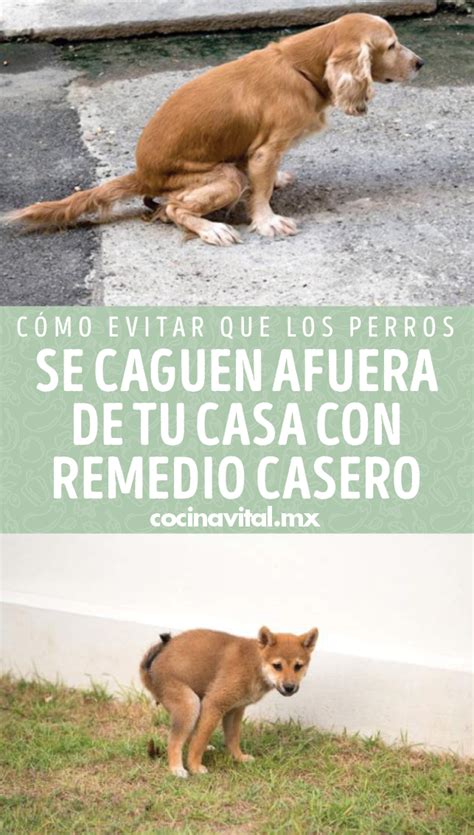 C Mo Evitar Que Los Perros Se Caguen Afuera De Tu Casa Con Remedio