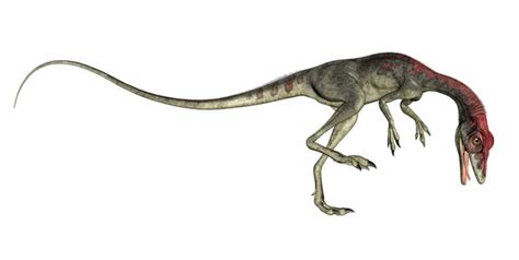 37 Ilustraciones De Stock De Compsognathus Depositphotos