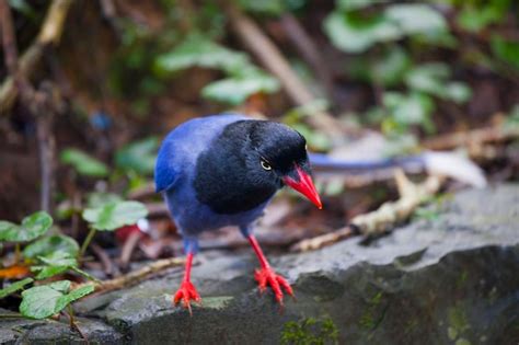 Premium Photo | Taiwan blue magpie a bird endemic to the suburbs of taipei