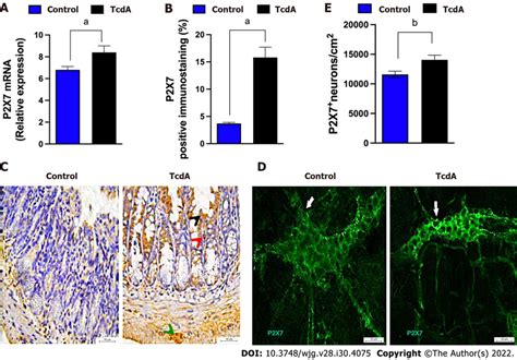 Clostridioides Difficile Toxin A Increases The Expression Of The P2x7