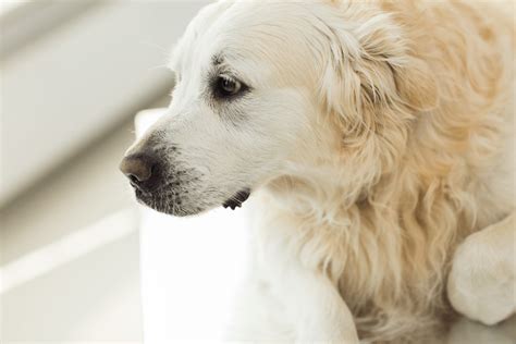 Bloat In Dogs Prevention Symptoms And Treatment Of Gdv