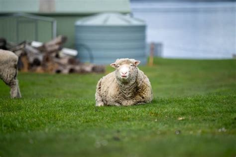 Best Sheep Breeds For Wool Fine Clothing Socks And Sweaters