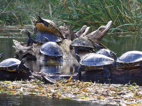 Wildlife of Ichetucknee Springs | Florida State Parks