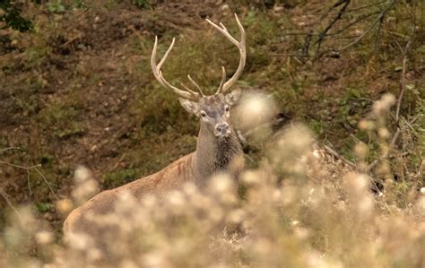 БГ ЛОВ | Ловен календар: През месец септември се ловува на...