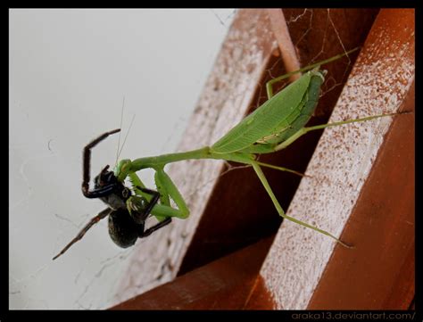 Mantis vs Spider 3 by Araka13 on DeviantArt