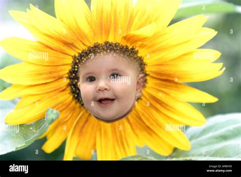 Baby face in sunflower Stock Photo - Alamy