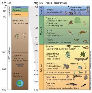 Phanerozoic Eon INSIGHTS IAS Simplifying UPSC IAS Exam Preparation