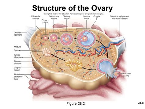 Real Anatomy Forced Pornosu