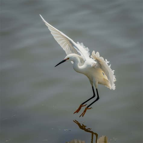 Bird White Stork Flying Flying Image - Free Stock Photo