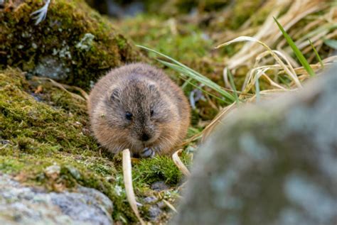 Wild Profile Meet The North American Lemming Cottage Life