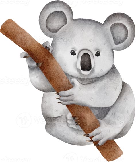 Koala Watercolor Clip Art 16540968 PNG