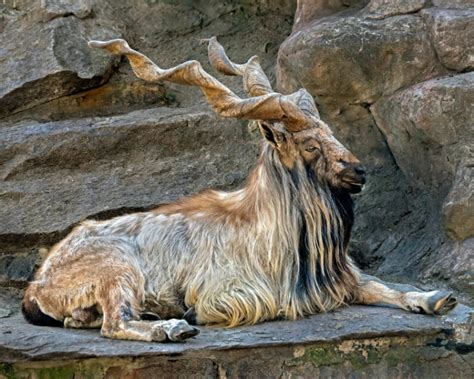 Markhor - Facts, Diet, Habitat & Pictures on Animalia.bio