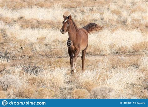 Wild Horse Foal Running stock image. Image of equine - 140597517