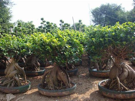 Ginseng Root With Huge Root Ficus Microcarpa Bonsai Zhangzhou Hs