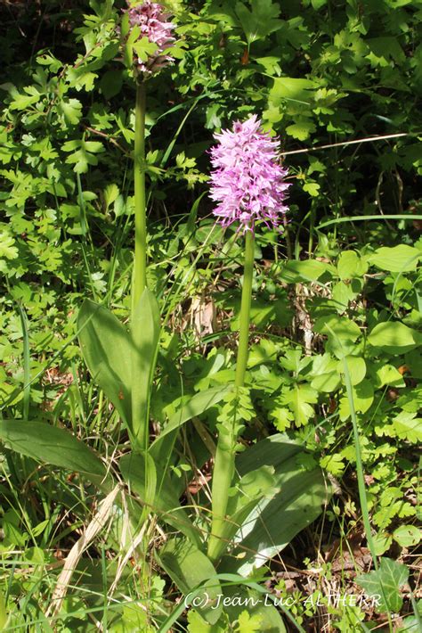 Orchis Simia Russin GE April 20 2024 Jean Luc ALTHERR Flickr