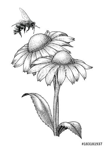 Bee And Flower Drawing at GetDrawings | Free download