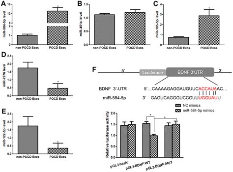 Sevoflurane Induced Pocd Associated Exosomes Delivered Mir P