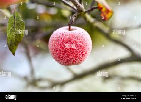 Apfel Mit Eiskristallen H Ngt An Einem Baum In Hamburg Deutschland