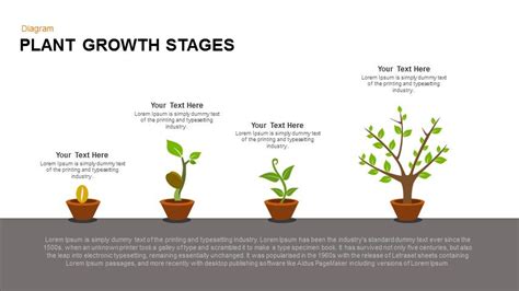 Stages Of Plant Growth Diagram