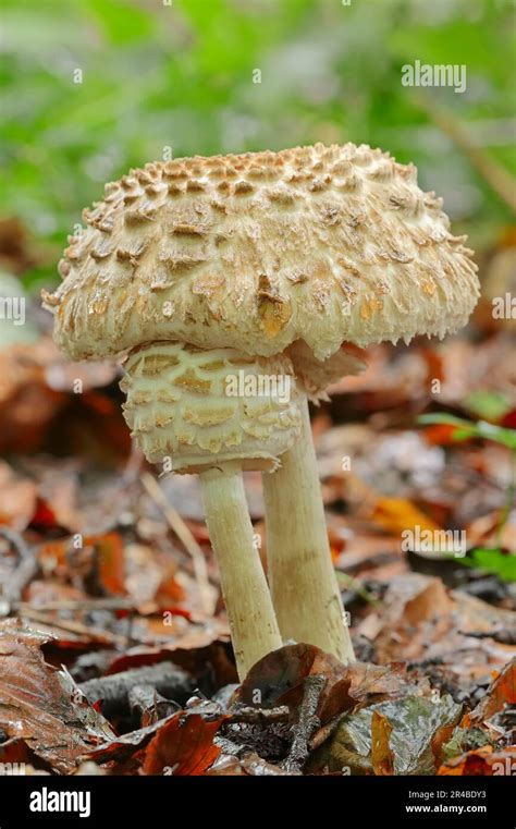 Saffron Umbrella Mushroom Shaggy Parasol Macrolepiota Rhacodes