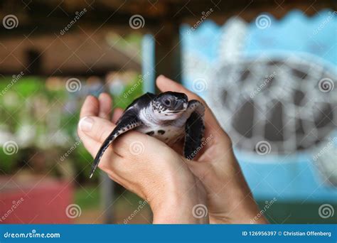 Newly hatched turtle stock image. Image of perseverance - 126956397