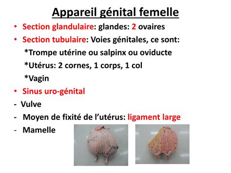 Solution Appareil Genital Femelle Placenta Studypool