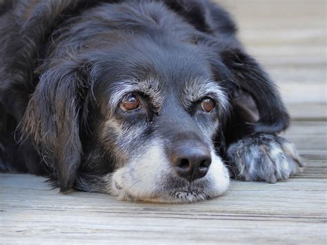 Wat Te Doen Na De Plotselinge Dood Van Uw Hond Emotionele En