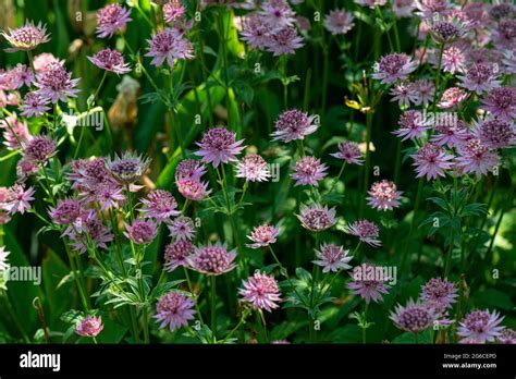 Greater Masterwort Astrantia Major Stock Photo Alamy