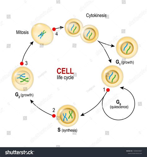 When Does Dna Replication Take Place In The Cell Cycle Cell Cycle