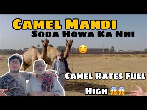 Camel Mandi Rates Update Camel Ka Soda Howa Ka Nhi Qurbani 2024