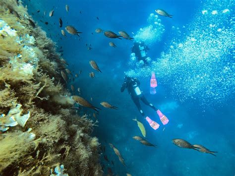 Dive Sites In Malta | Paradise Bay Reef | ABC Diving Malta