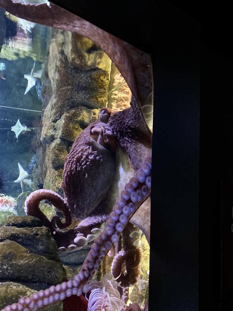 Giant Pacific Octopus At The New England Aquarium R Octopus