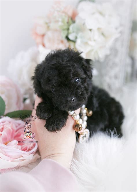 Red Toy Poodle Puppies Teacup Puppies Boutique