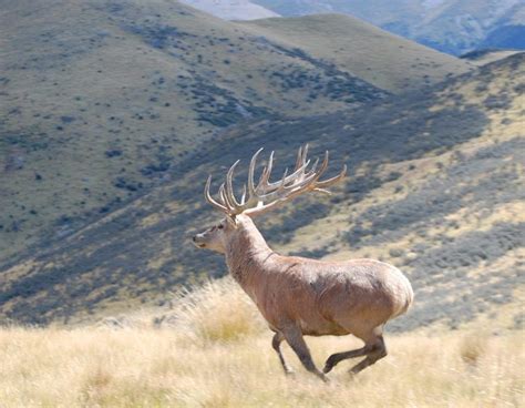 New Zealand Red Stag Hunting Christchurch Antlers Anglers