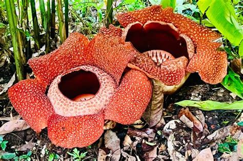 Более 680 работ на тему «Rafflesia Arnoldii»: стоковые фото, картинки и ...