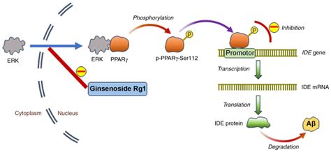 Ginsenoside Rg1 Promotes β‑amyloid Peptide Degradation Through