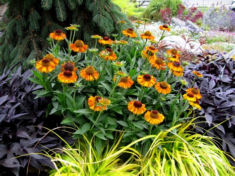 Helenium Hybride ‘short’n Sassy’ De Tuinstek