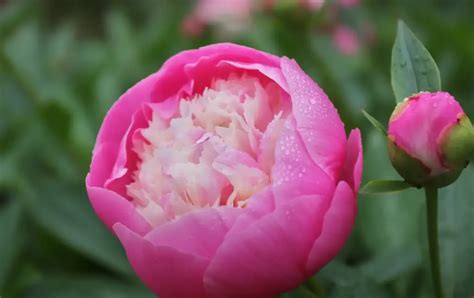 When To Transplant Peonies Gardenprofy