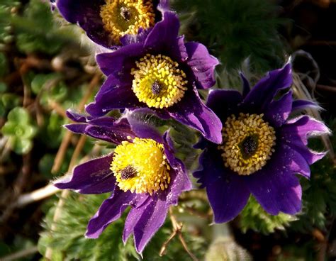 K Chenschelle Finger Eastern Pasque Flower Pulsatilla Patens A