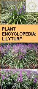 Plant Encyclopedia Lilyturf Bless My Weeds